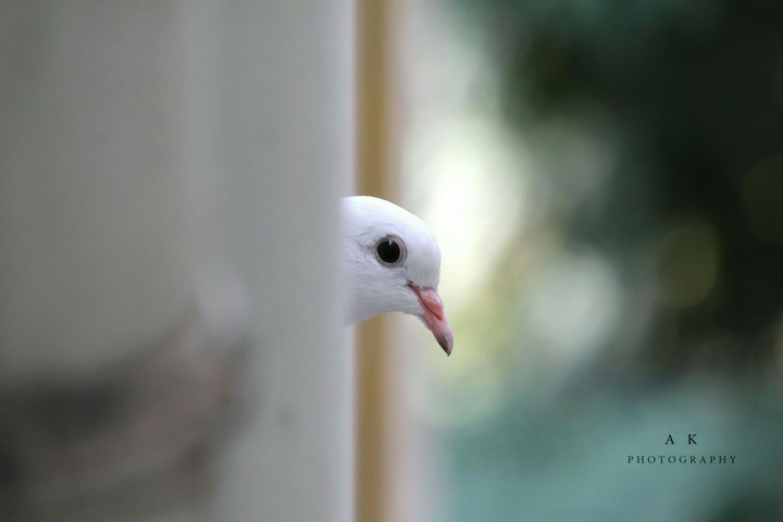 White pigeon