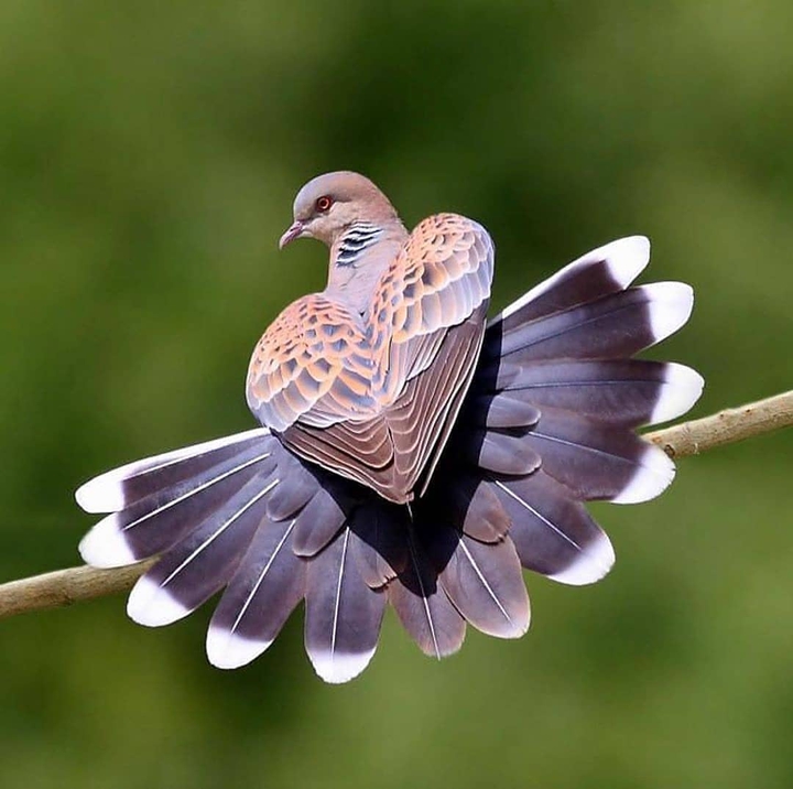 Beautiful