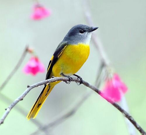 sfondi wildlife, beak