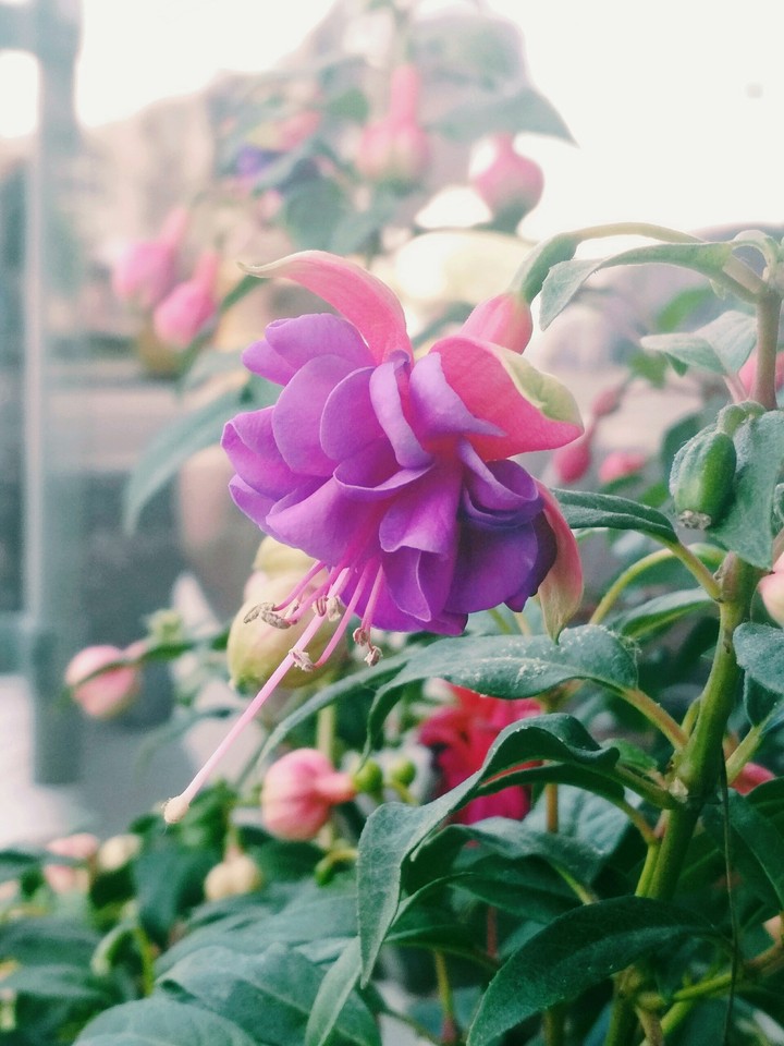 flowers