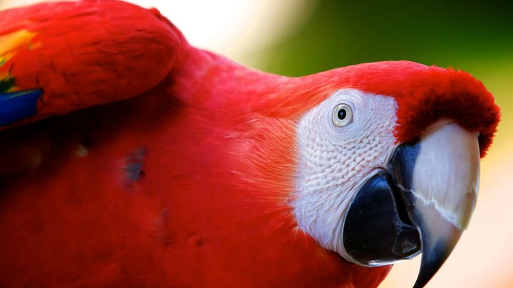 parrot