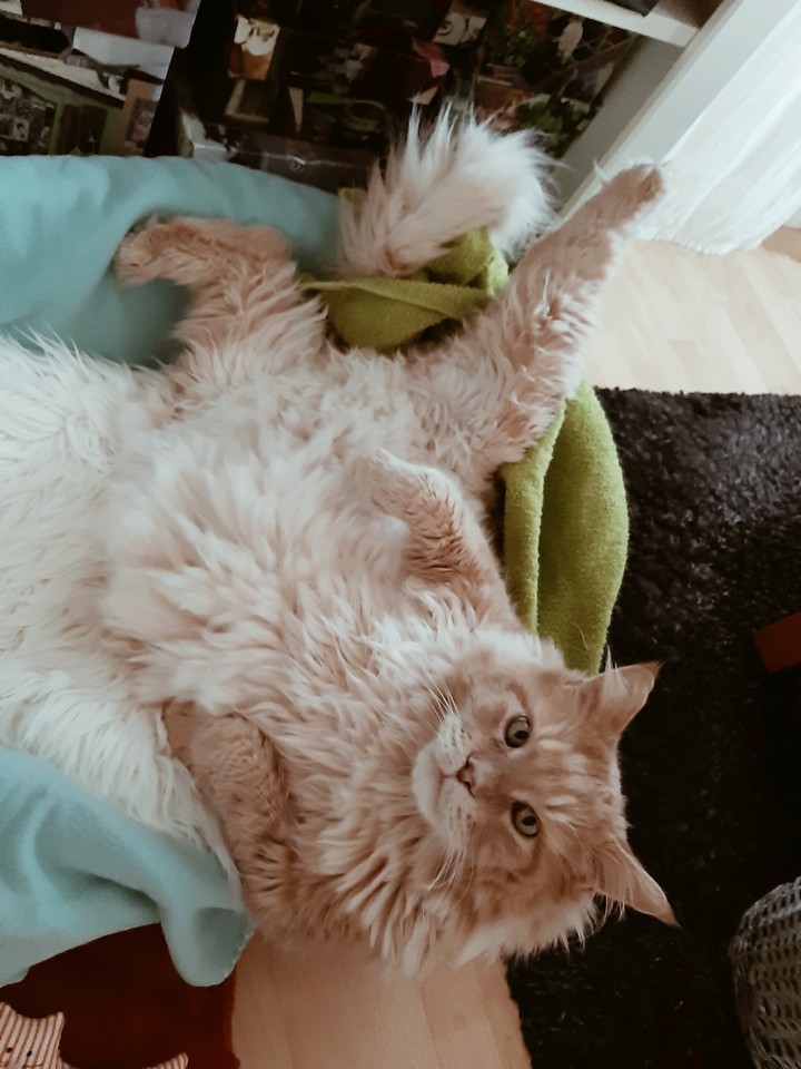 katze