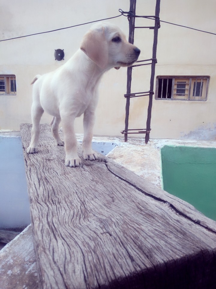 Dog