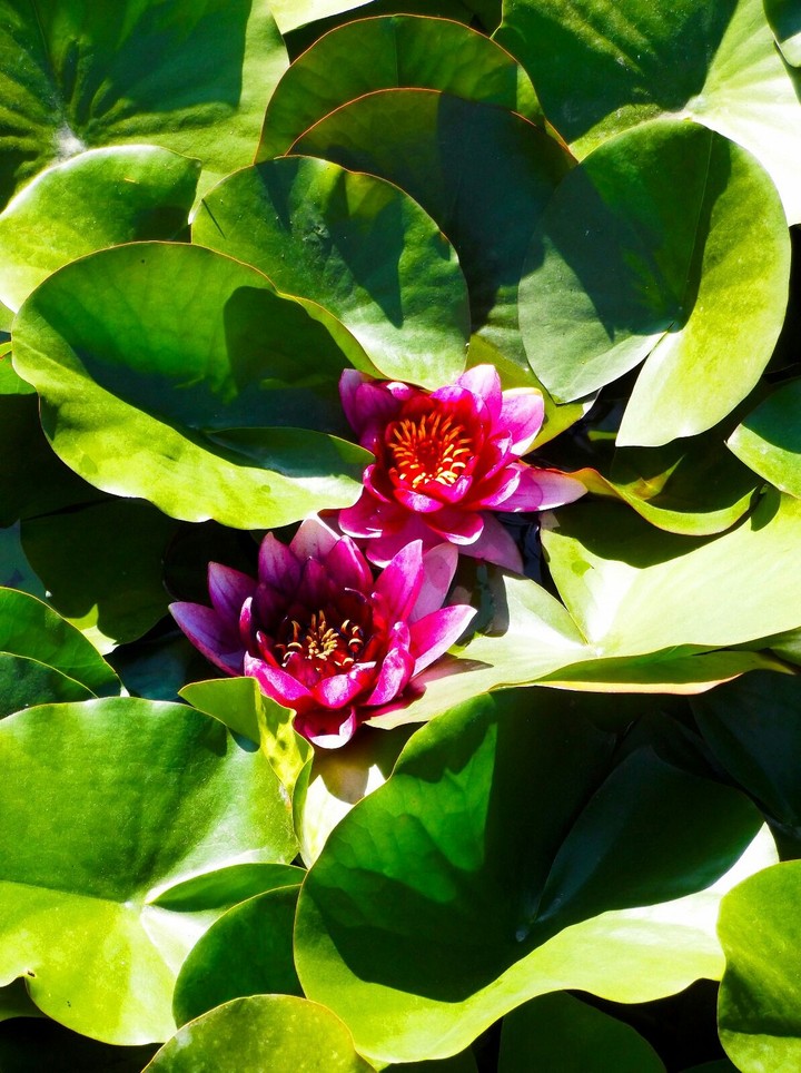 pink waterlilies