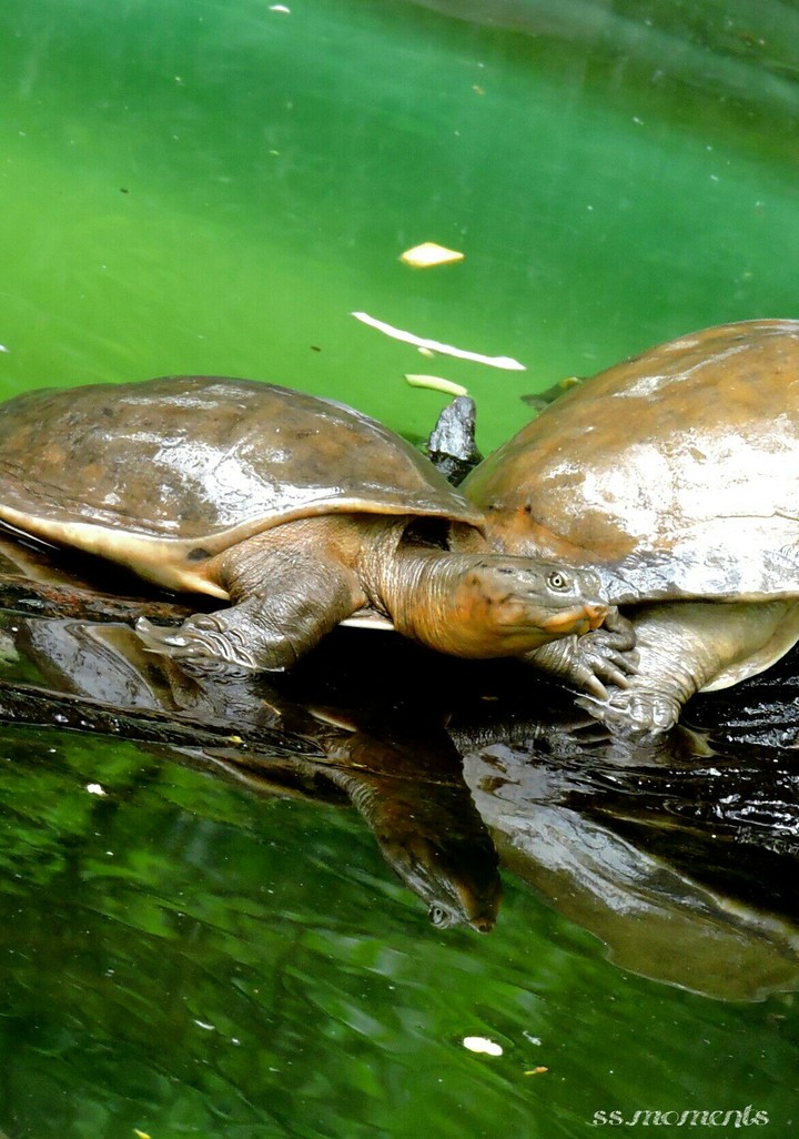 turtle Shellfie (selfie).... B-)
