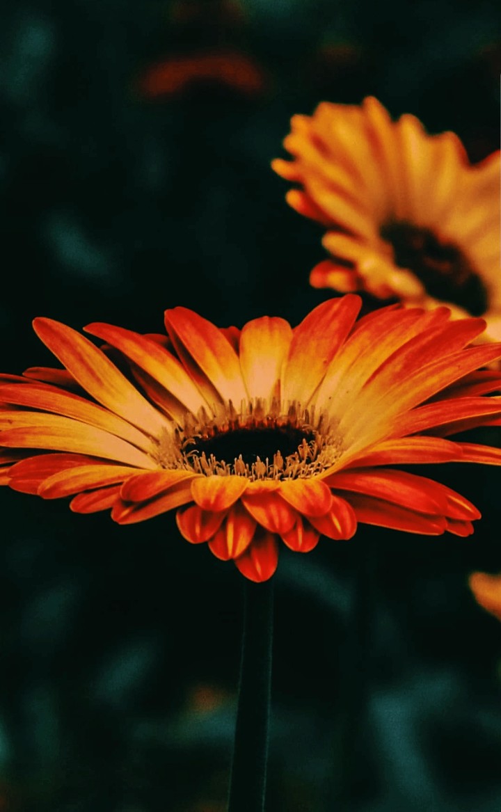 Blumen