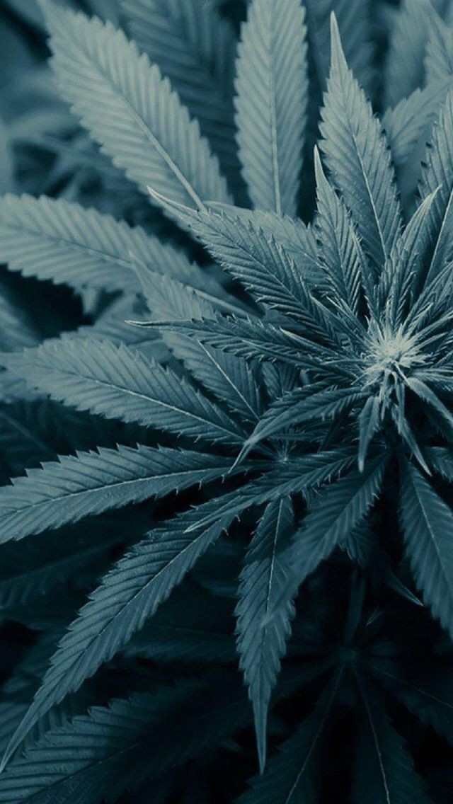 Planta