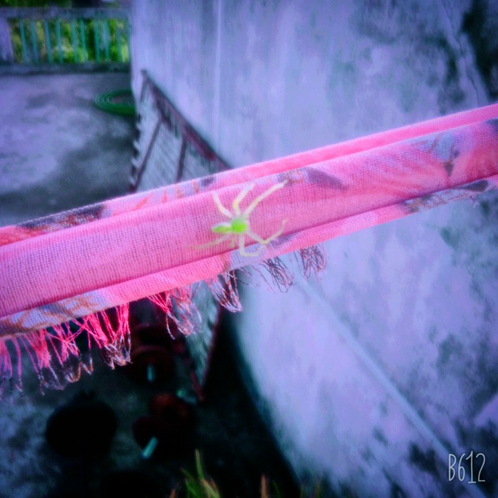 spider