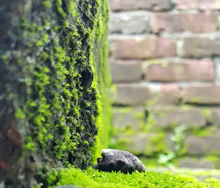 GREEN CORNER