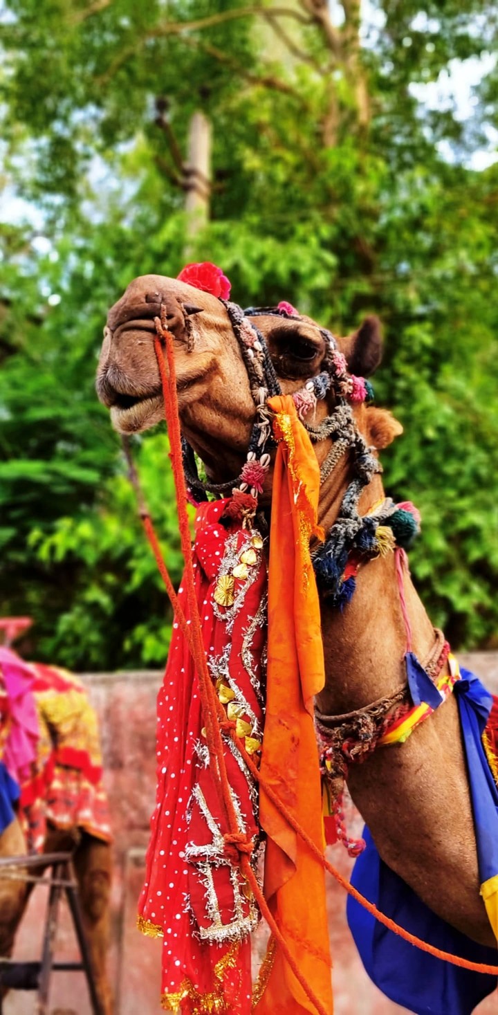 Camel ?