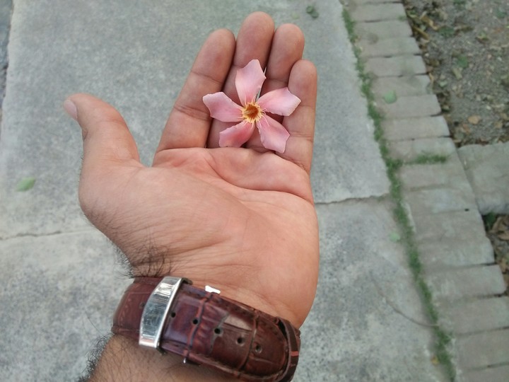 Flower