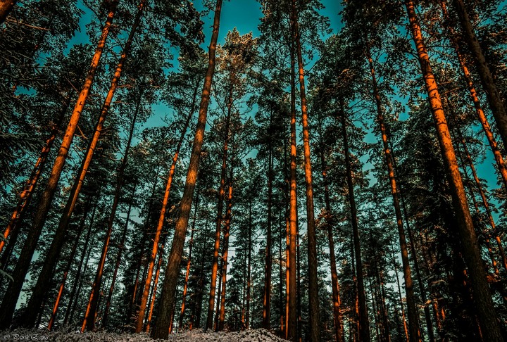 Forest