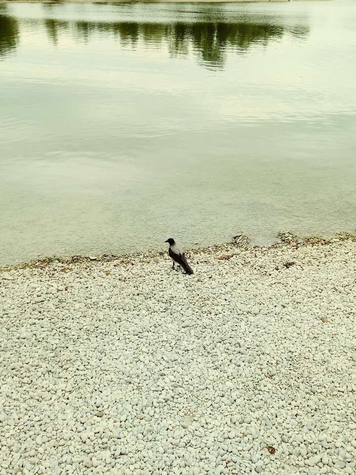 bird