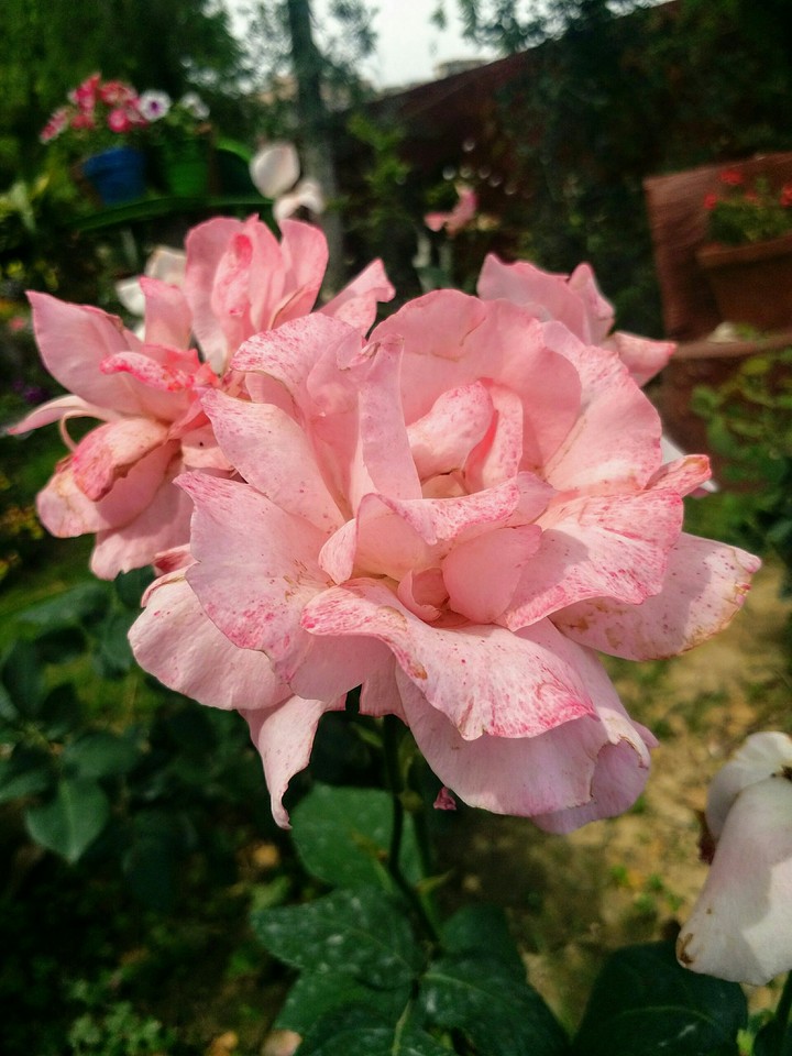 pink rose