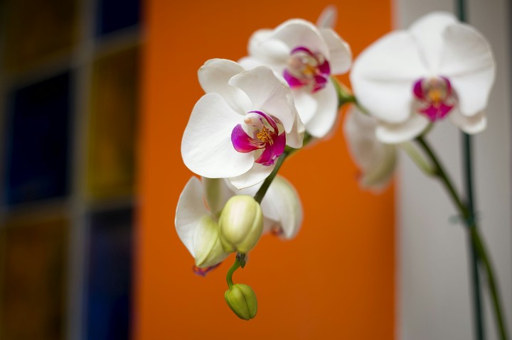 Flor Orquidea