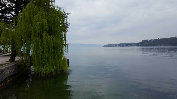 Willow in the lake