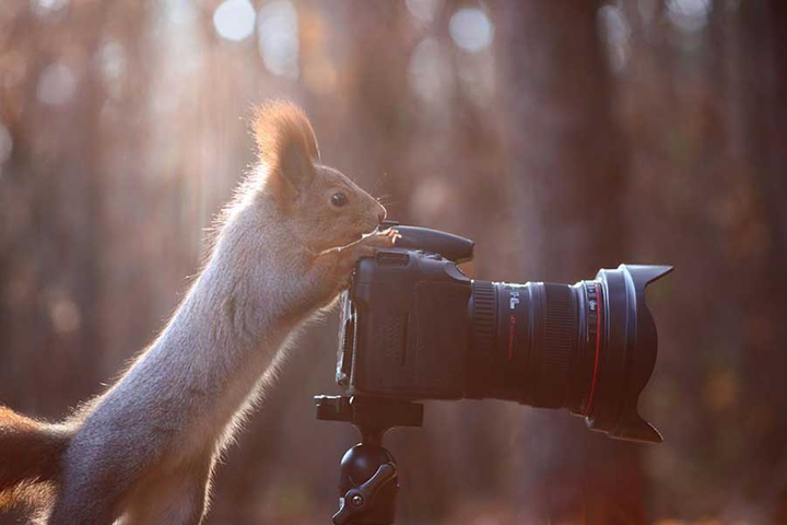 squirrel