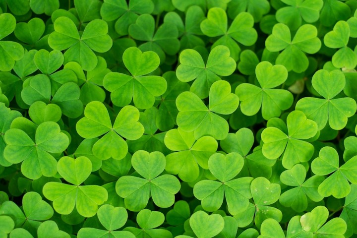 green flower