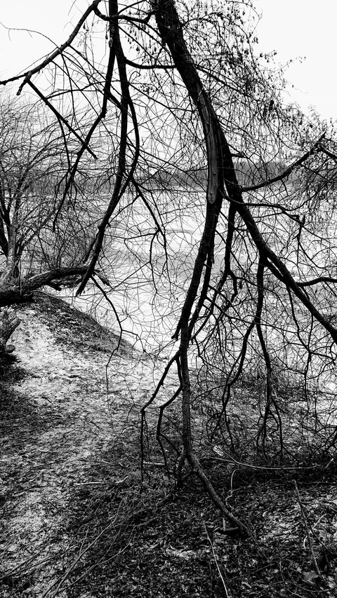 tapety grass, twig