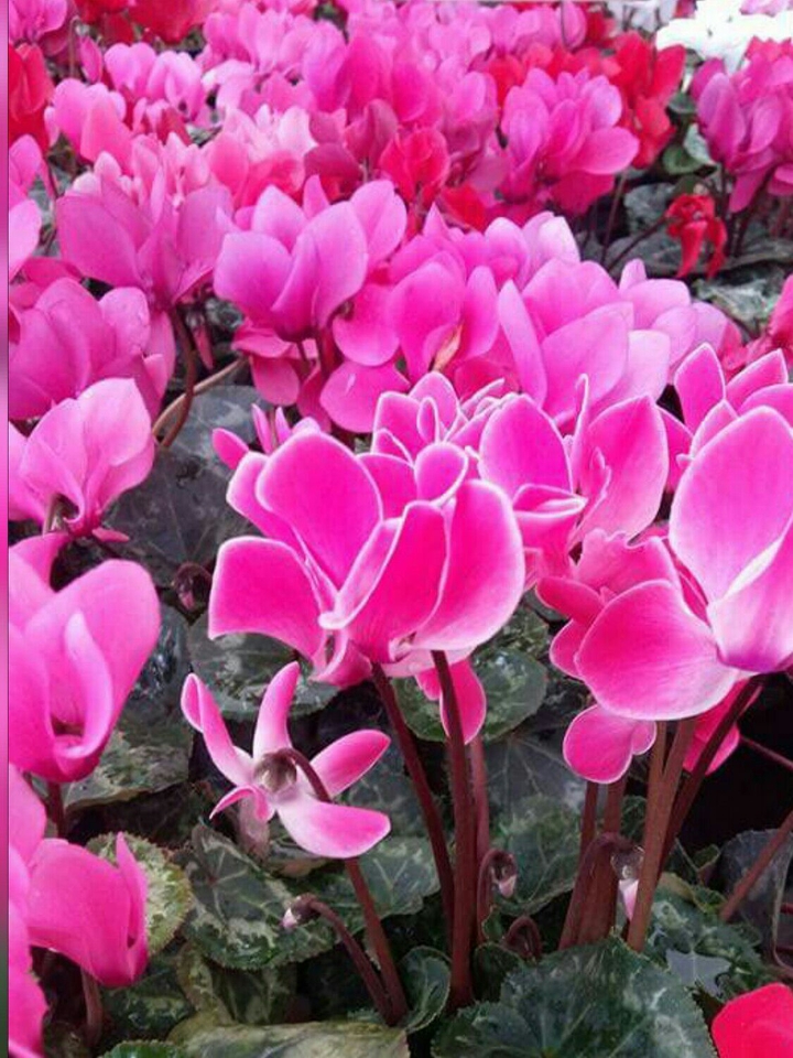 Flores