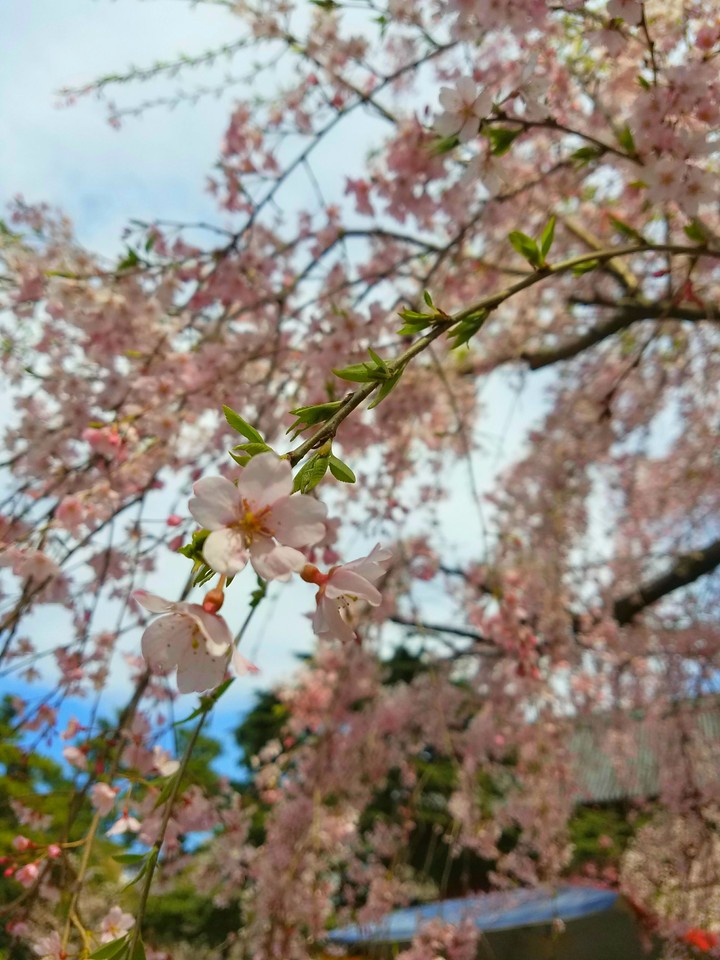 開花