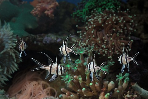 水下, cnidaria桌布