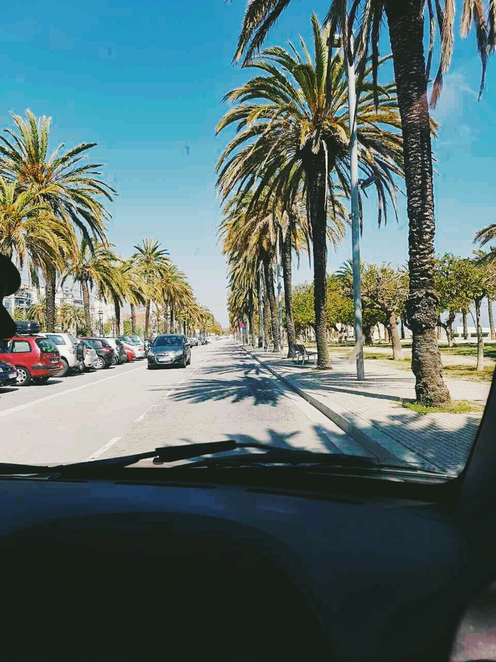 Palm