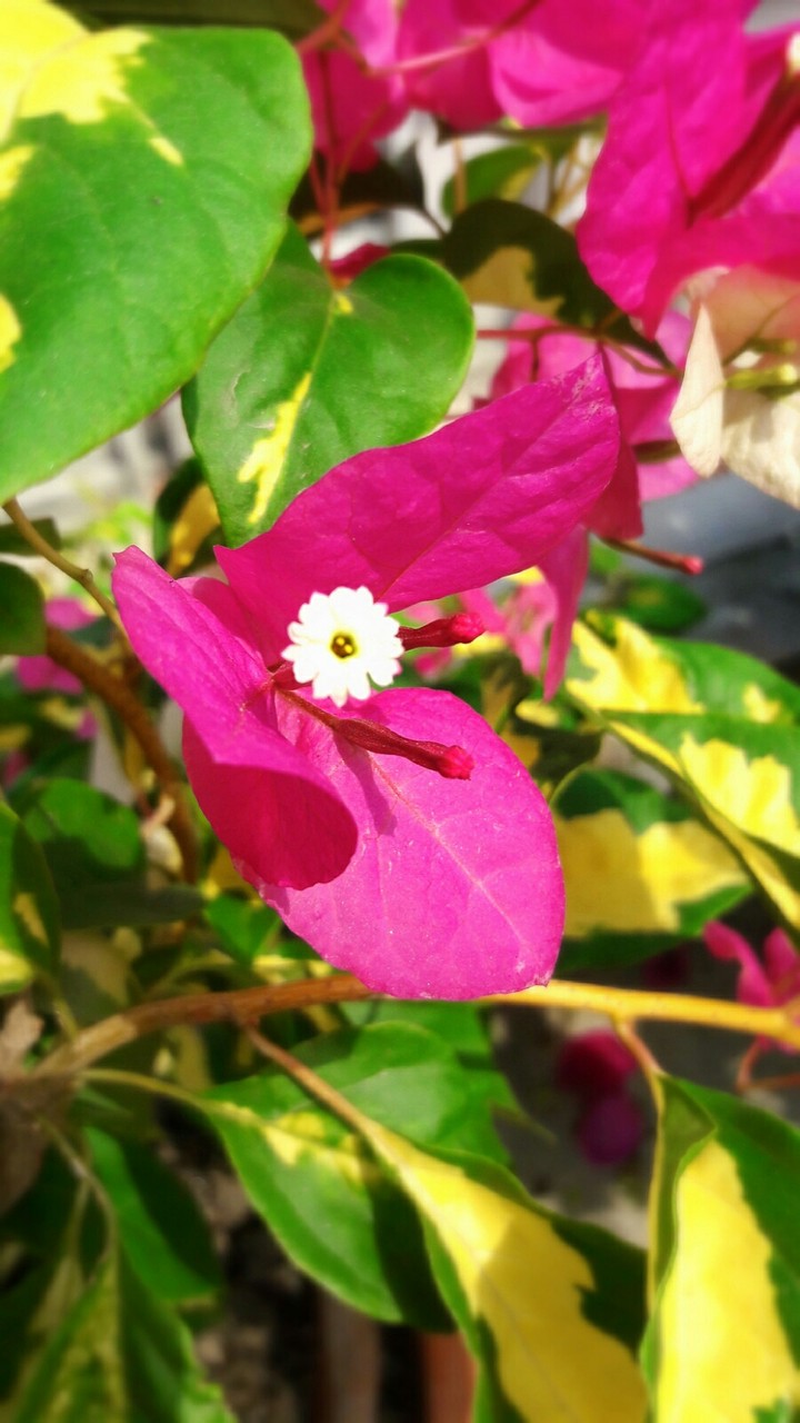 Flower..