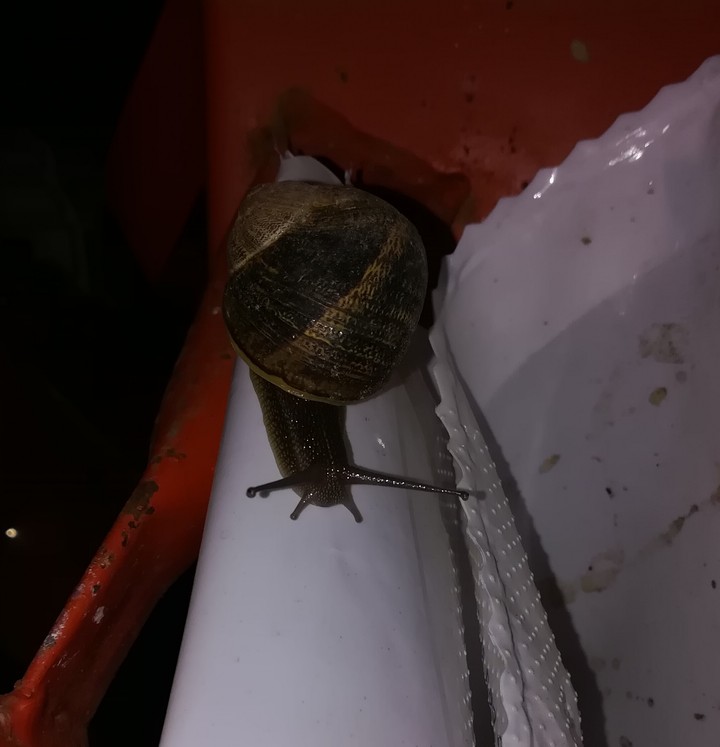 caracol
