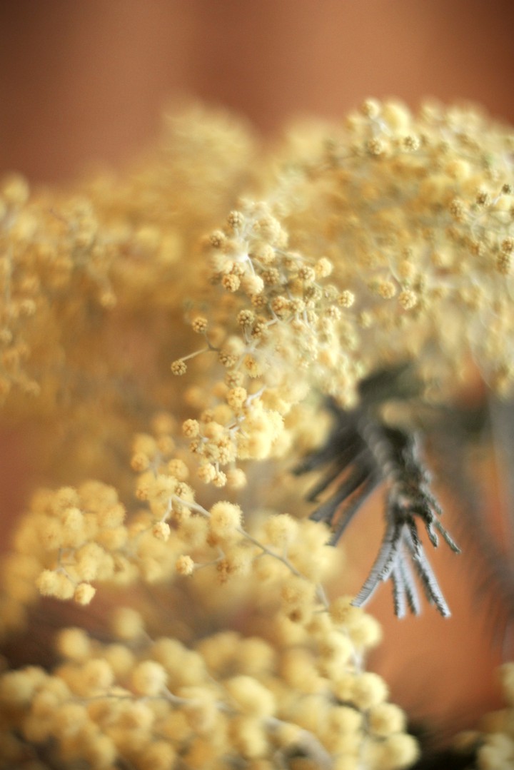 Mimosa