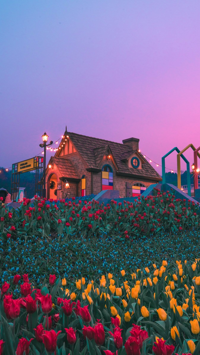 Tulips and House