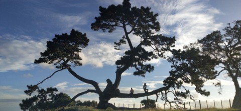 Reflection Tree