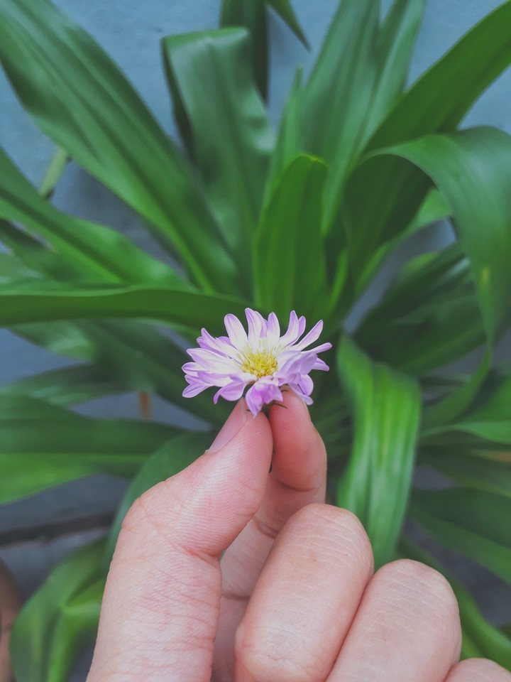 one little purple
