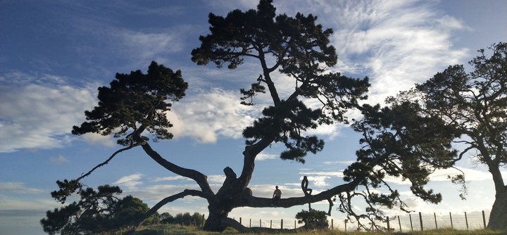 Reflection Tree