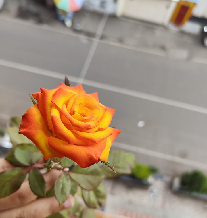 Rose