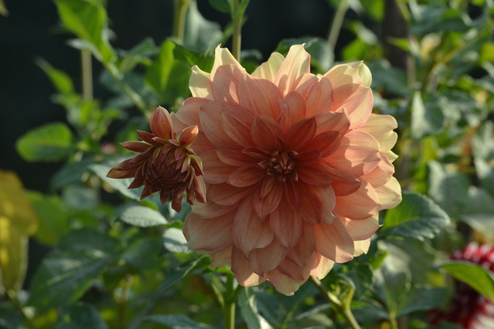 dahlia ....by Riaz