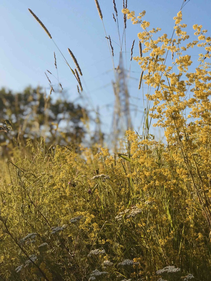 flowers