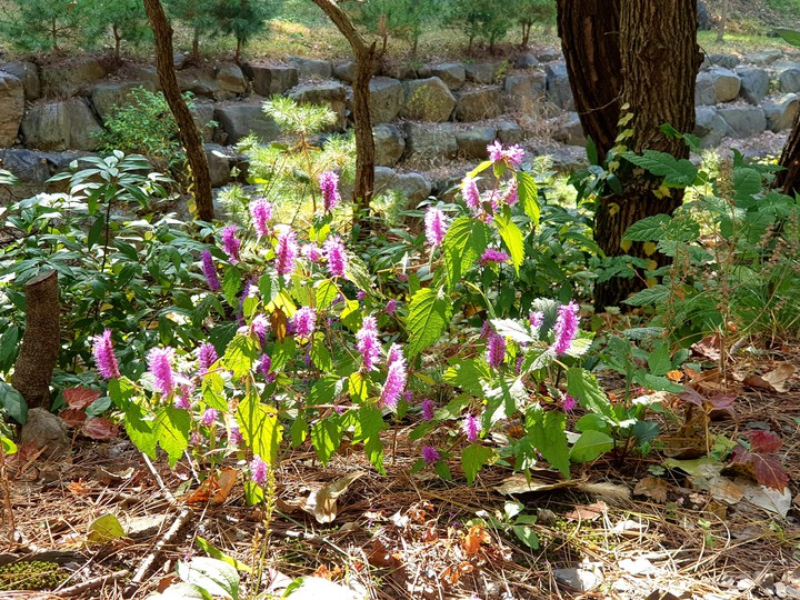 가을산