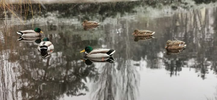 pond
