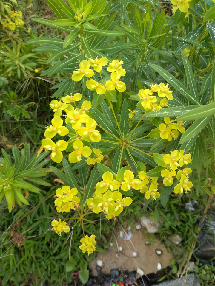 Flower