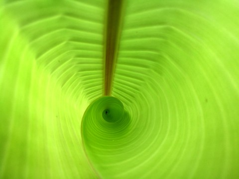 Banana Leaf