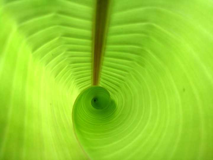Banana Leaf