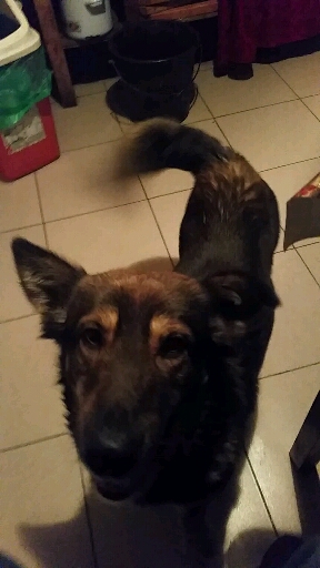 Gimmy