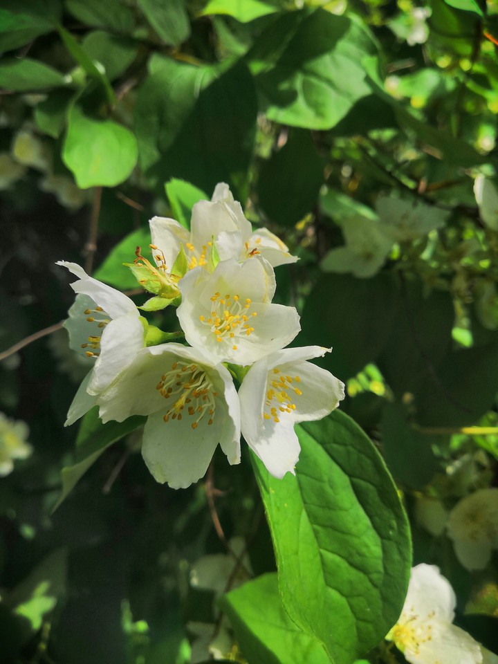 Jasmine