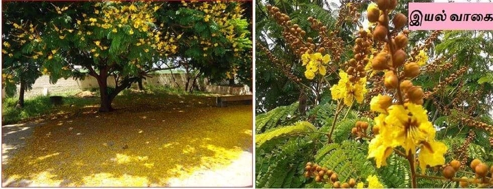 இயல் வாகை மரம்