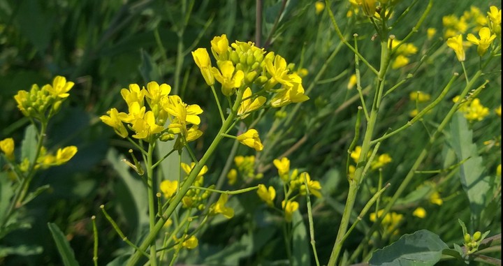 flower
