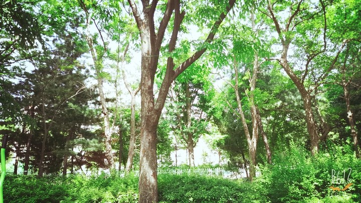 나무