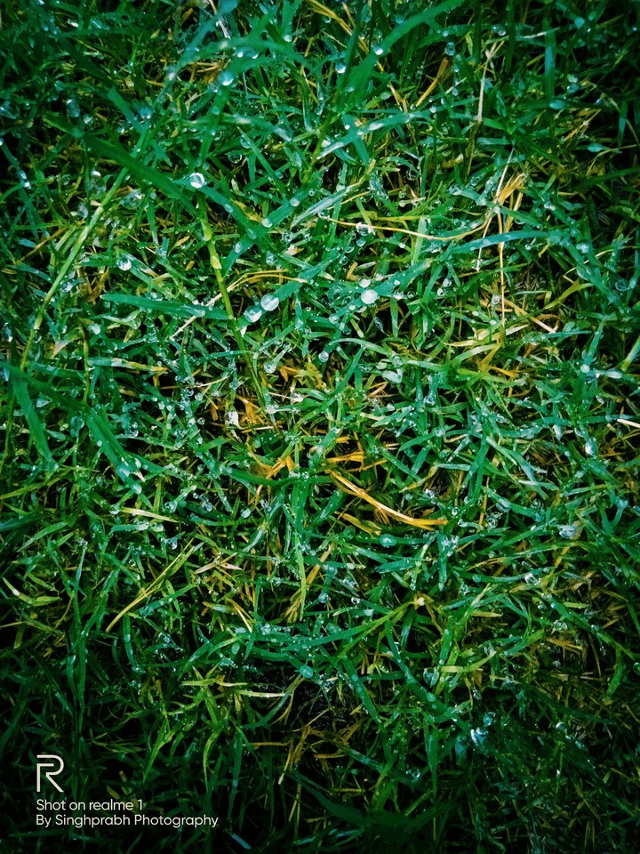 green grass