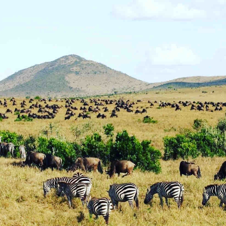 massaimara