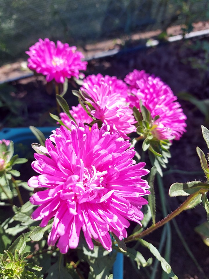 flowers